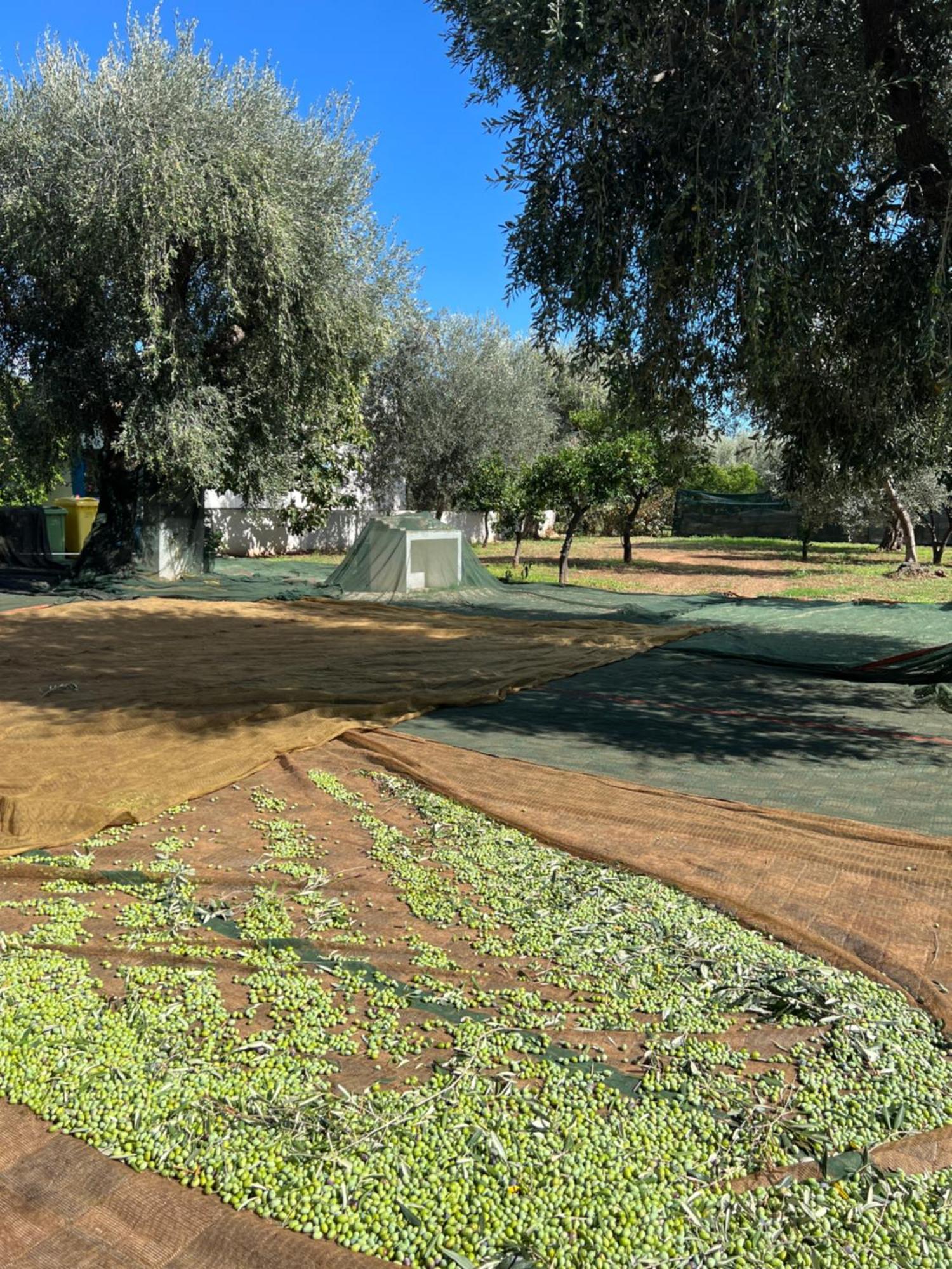 Le Case Di Chri Mattinata Εξωτερικό φωτογραφία